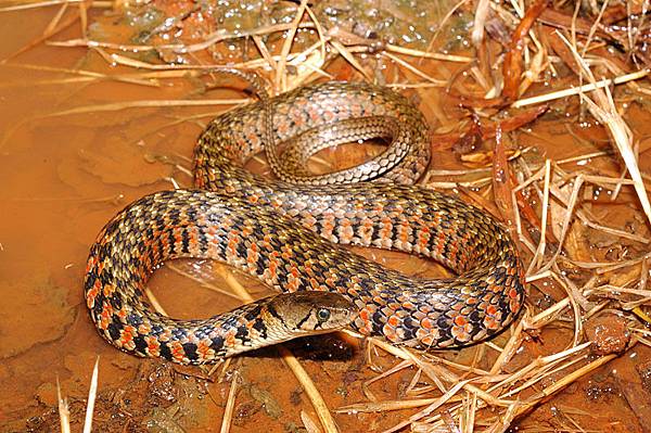 草花蛇(Xenochrophis piscator)紅色型