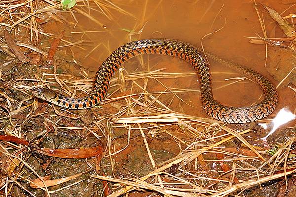 體側的紅色斑非常醒目...