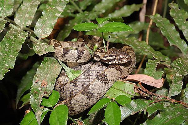 灰色型大頭蛇(Boiga kraepelini)