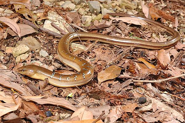 另一條完整的蛇蜥