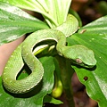 赤尾青竹絲(Trimeresurus stejnegeri stejnegeri)的幼蛇