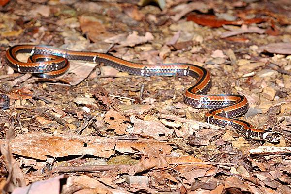 羽鳥氏帶紋赤蛇(Sinomicrurus hatori)