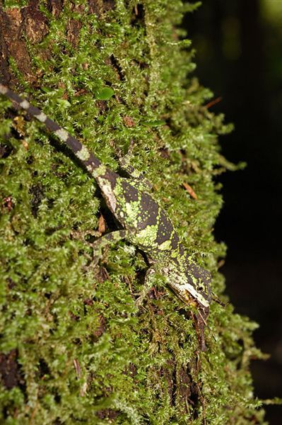 黃口攀蜥(Japalura polygonata xanthostoma)