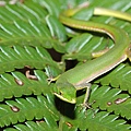 梭德氏草蜥(Takydromus sauteri)雄體