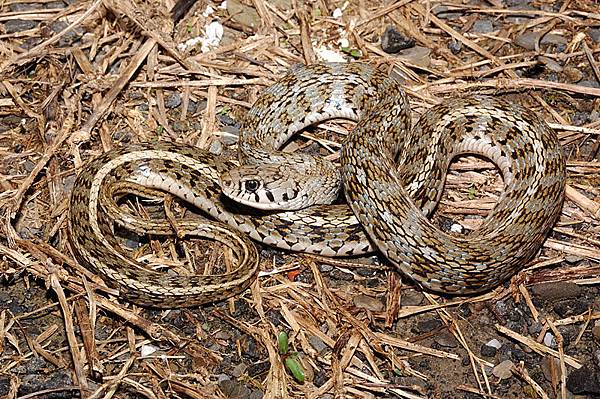 花浪蛇(Amphiesma stolatum)