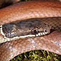 黑頭蛇(Sibynophis chinensis chinensis)