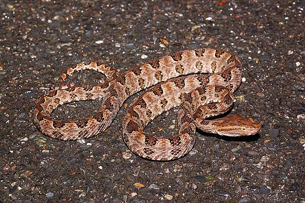 龜殼花(Trimeresurus mucrosquamatus)