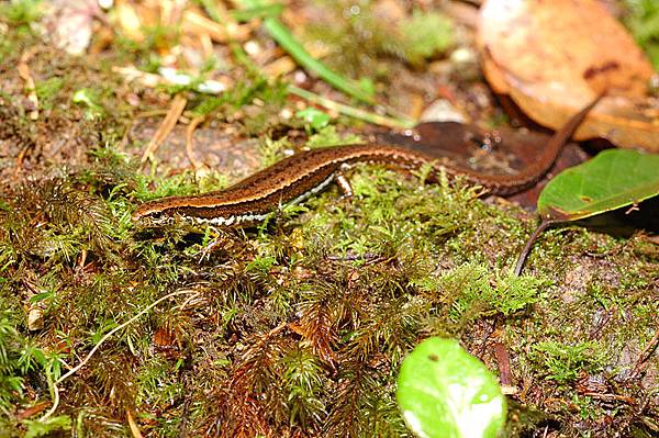 台灣蜓蜥(Sphenomorphus taiwanensis)