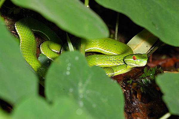 赤尾青竹絲(Trimeresurus stejnegeri stejnegeri)