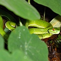 赤尾青竹絲(Trimeresurus stejnegeri stejnegeri)