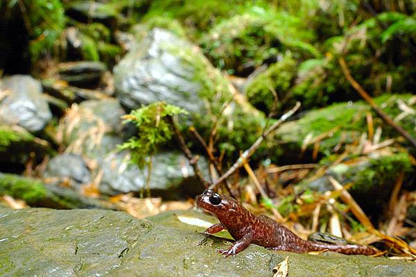 魚眼總是有說不出的特殊效果...