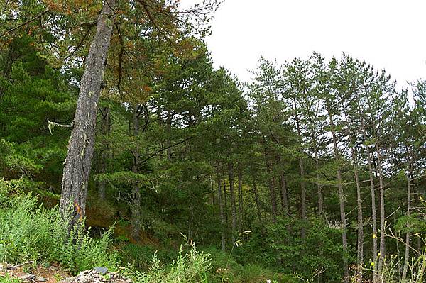 魚眼版的針葉林