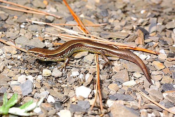 台灣蜓蜥(Sphenomorphus taiwanensis)