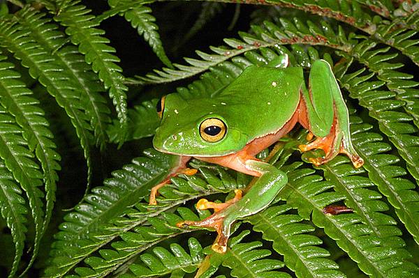 橙腹樹蛙(Rhacophorus aurantiventris)