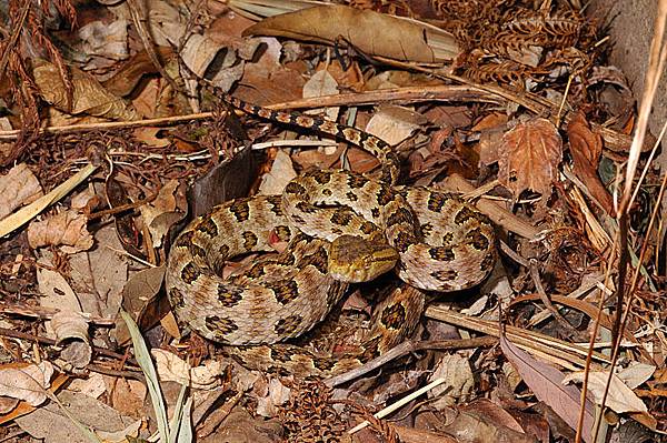 龜殼花(Trimeresurus mucrosquamatus)