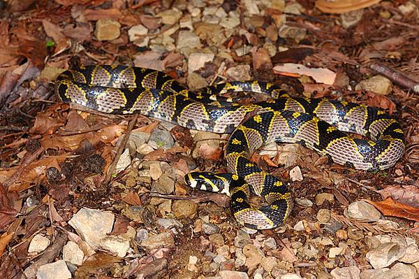 高砂蛇(Elaphe mandarinus)