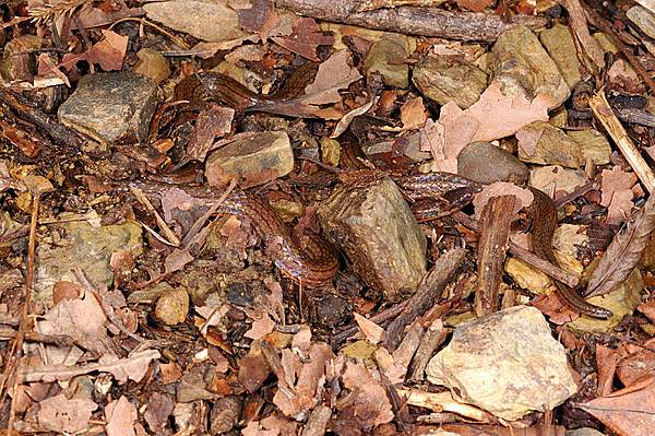 鐵線蛇(Calamaria pavimentata)