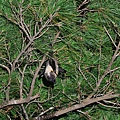大東狐蝠(Pteropus dasymallus daitoensis，ダイトウオオコウモリ)