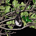 大東狐蝠(Pteropus dasymallus daitoensis，ダイトウオオコウモリ)