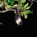 大東狐蝠(Pteropus dasymallus daitoensis，ダイトウオオコウモリ)