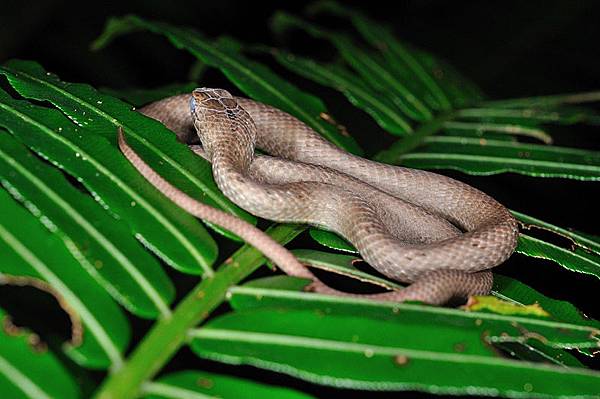 茶斑蛇(Psammodynastes pulverulentus)