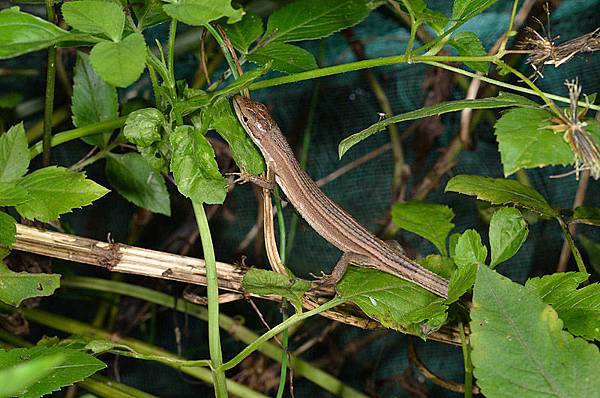 蓬萊草蜥(Takydromus stejnegeri)