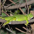 綠鬣蜥(Iguana iguana)