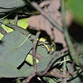 綠鬣蜥(Iguana iguana)