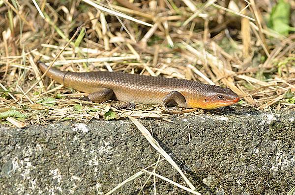 多線真稜蜥(Eutropis multifasciata)