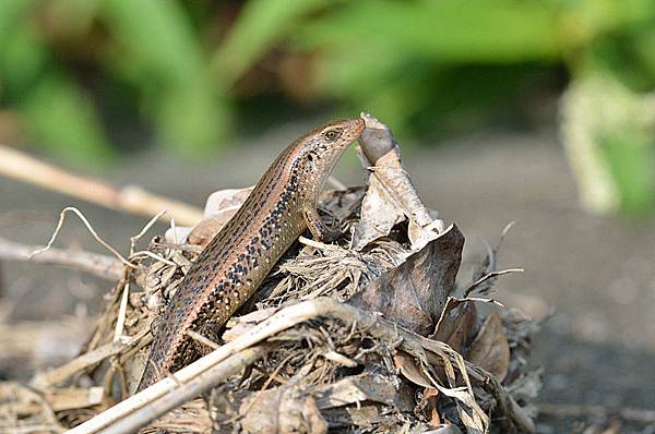 多線真稜蜥(Eutropis multifasciata)