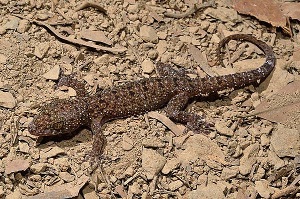 脊斑壁虎(Gekko monarchus)