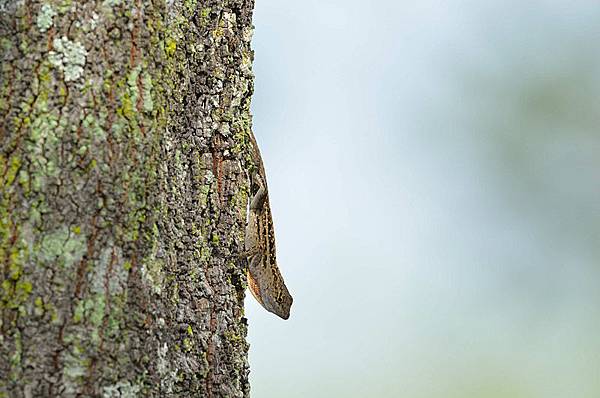 沙氏變色蜥(Anolis sagrei)