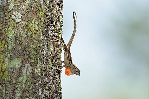 沙氏變色蜥(Anolis sagrei)