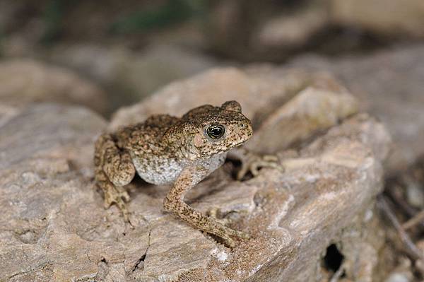 黑眶蟾蜍(Duttaphrynus melanostictus)