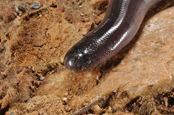 大盲蛇(Typhlops diardii)