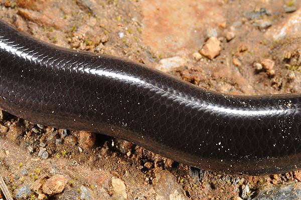 大盲蛇(Typhlops diardii)