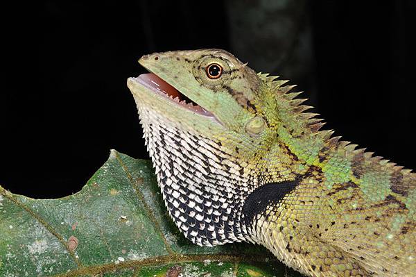 棕背樹蜥(Calotes emma)