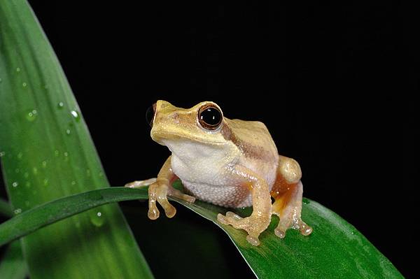 背條跳樹蛙(Chirixalus doriae)