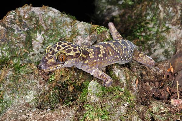 瓦氏彎腳虎(Cyrtodactylus wayakonei)