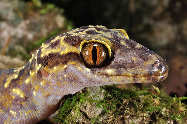 瓦氏彎腳虎(Cyrtodactylus wayakonei)