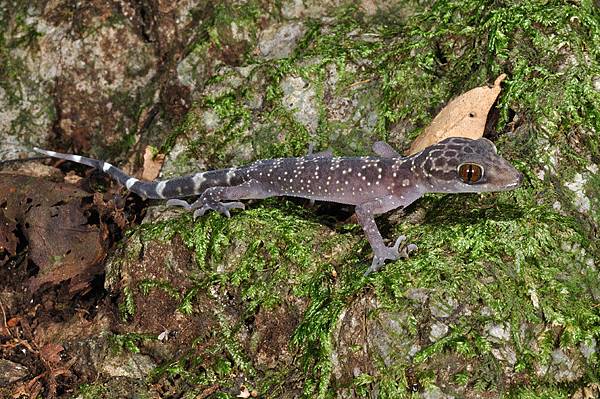 瓦氏彎腳虎(Cyrtodactylus wayakonei)