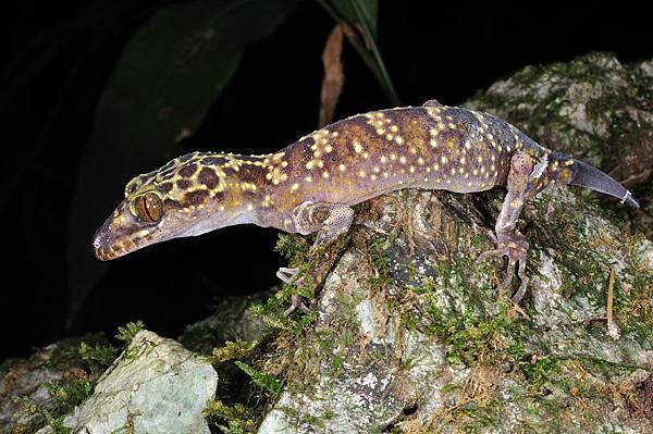 瓦氏彎腳虎(Cyrtodactylus wayakonei)