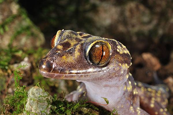 瓦氏彎腳虎(Cyrtodactylus wayakonei)