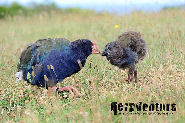 南秧雞 (South Island Takahē, Porphyrio hochstetteri)