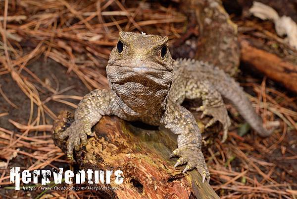 古氏喙頭蜥 (Günther's Tuatara or Brothers Island Tuatara, Sphenodon guntheri)