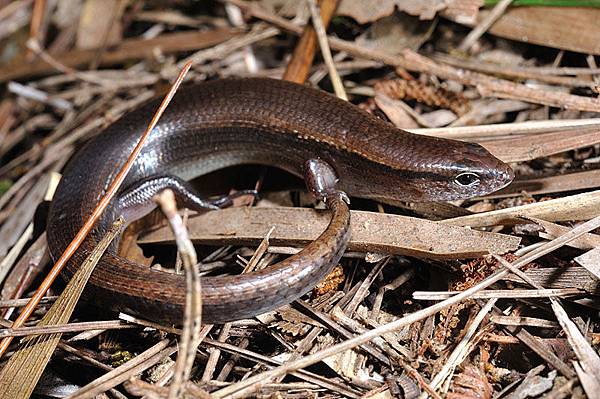 琉球光蜥(緣黑姬蜥蜴，Ateuchosaurus pellopleurus)