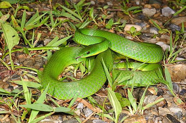 青蛇(Cyclophiops major)