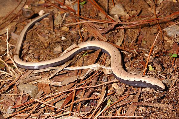 蛇蜥(Ophisaurus harti)幼體