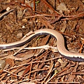 蛇蜥(Ophisaurus harti)幼體