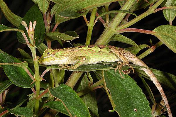 睡覺中被吵醒的黃口攀蜥(Japalura polygonata xantbostoma)